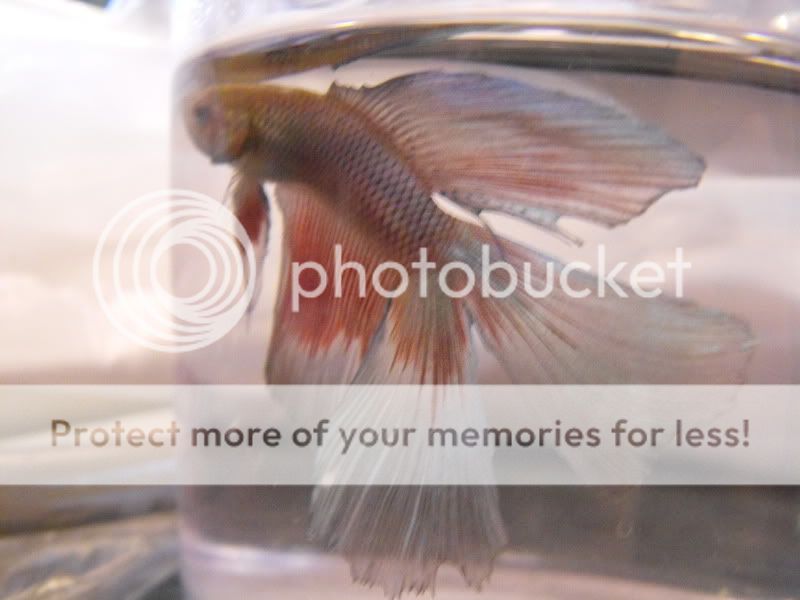 2008_0630bettas0039.jpg
