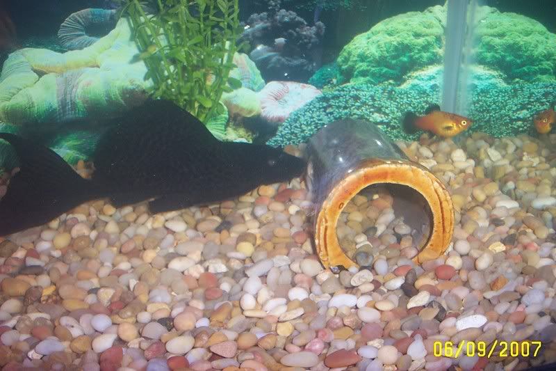 Picture097.jpg
