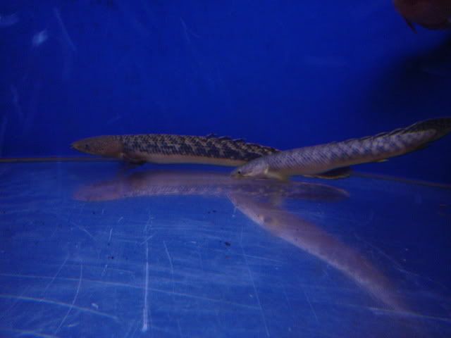 DSC08796.jpg