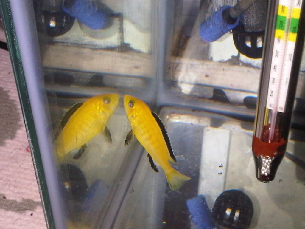 IMG00057-20100729-1620.jpg