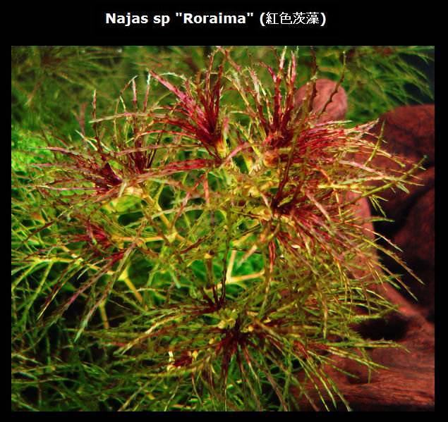 NewPlants_Najas_sp_Roraima_Popup.jpg