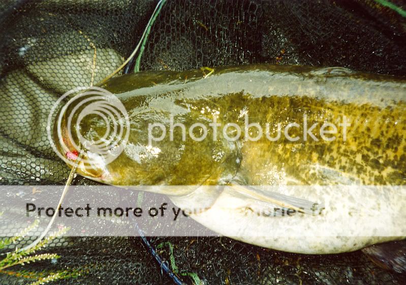 catfish25-0611-08-2d.jpg