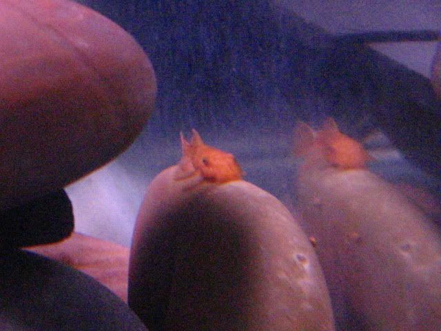 IMG_5515.jpg