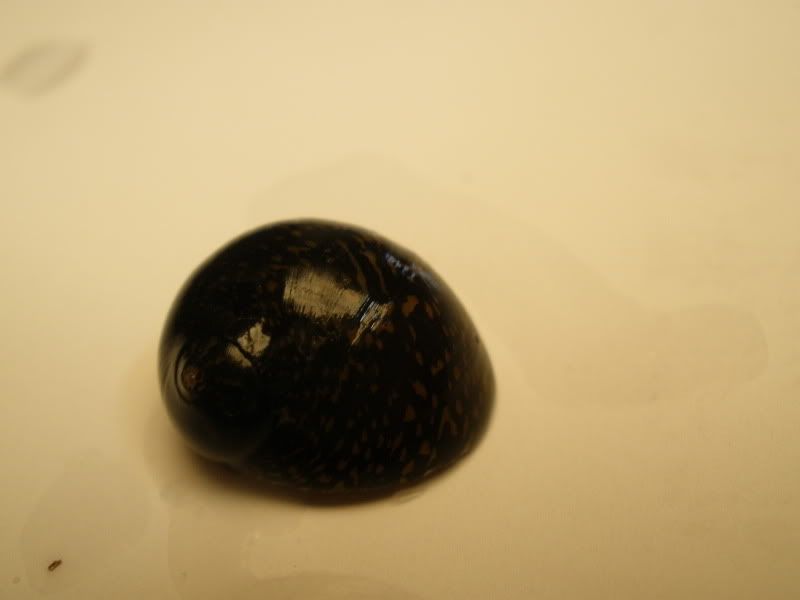 greentiger02.jpg
