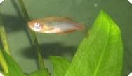 danio3.jpg
