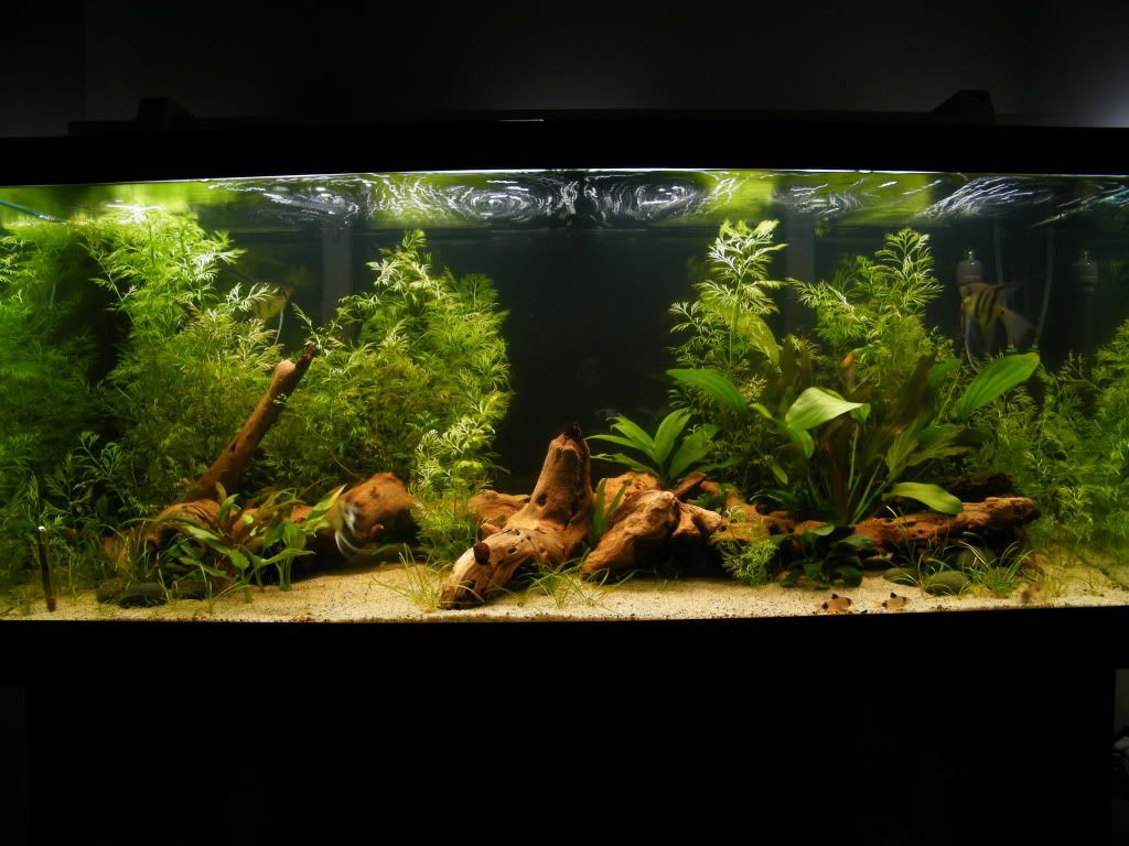 DSCF4396.jpg