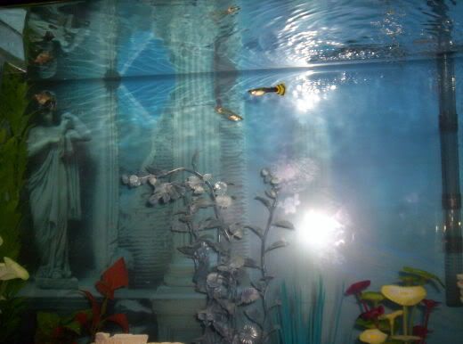 guppies007.jpg