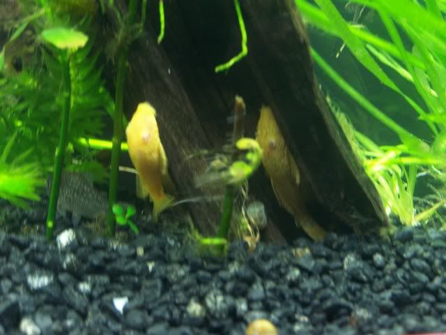 fishwall023.jpg