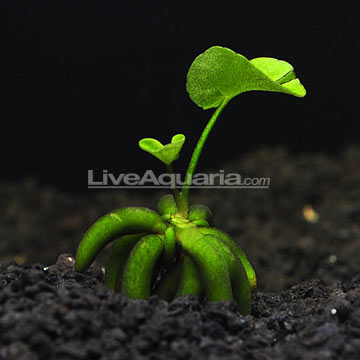 p-330026-Banana-Plant.jpg