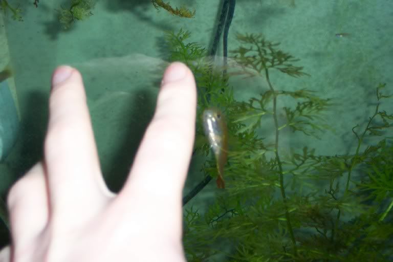 chasingfinger.jpg