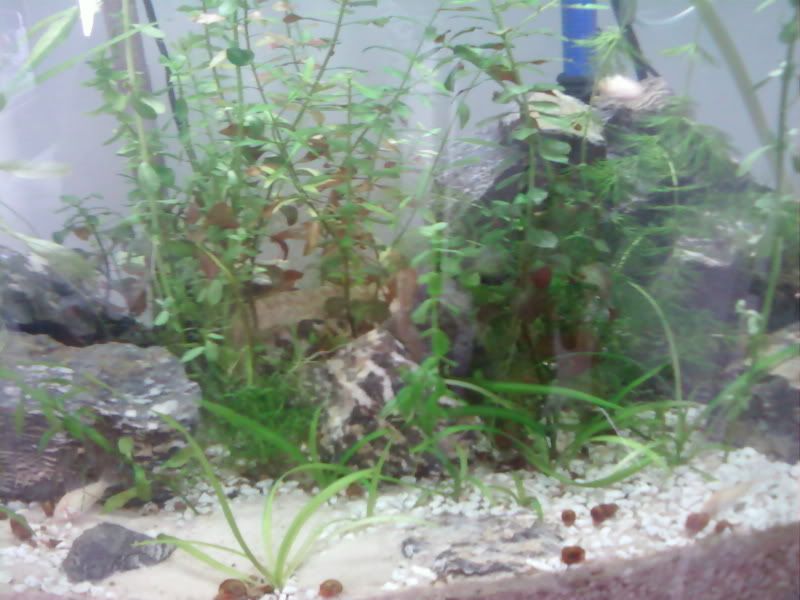 critters004.jpg