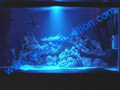 aquarium4.jpg