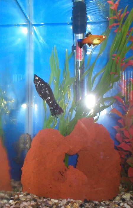 platey-and-pleco3.jpg