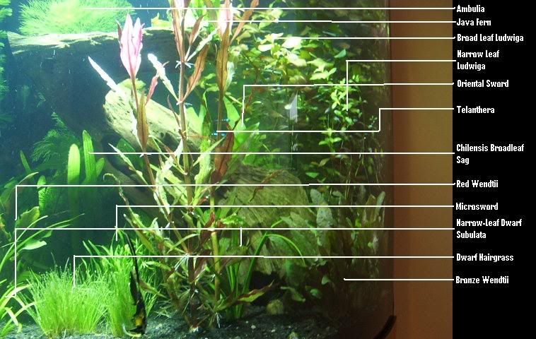 plantsRight.jpg