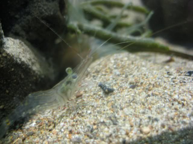 nemshrimp_640x480.jpg