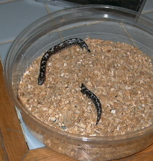 AneryII.jpg