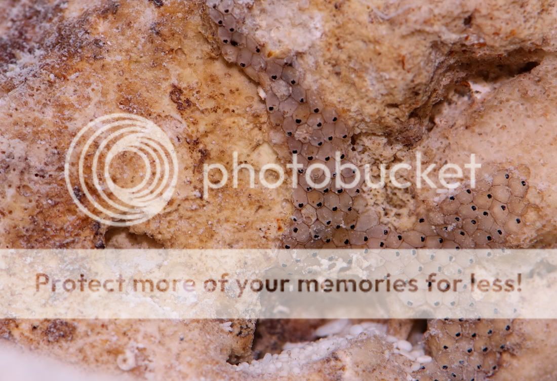 barnacles.jpg