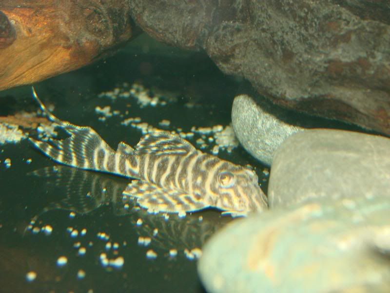 10-3fishfromjohn018.jpg