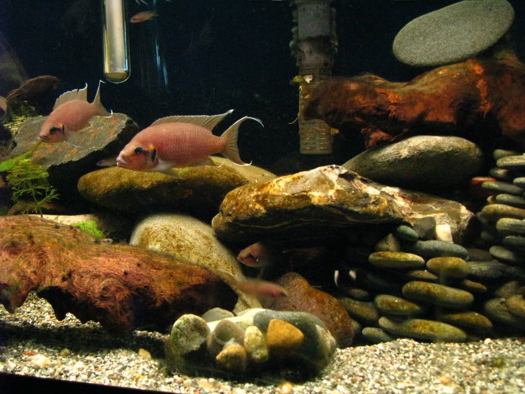 Fish031508005.jpg