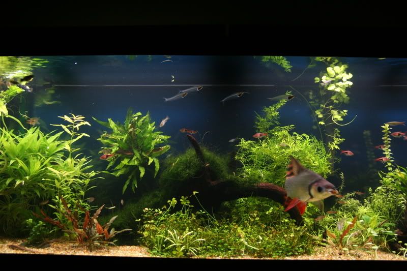 fishtank012.jpg