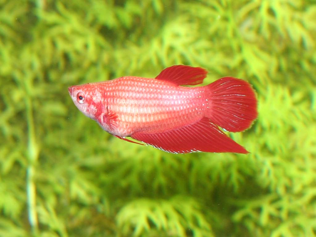 Female betta is FAT!