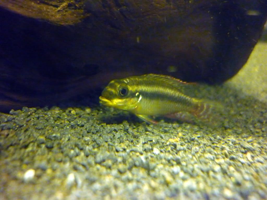 P1020966-1.jpg