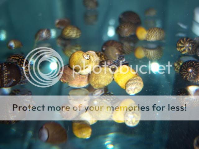 snails012.jpg