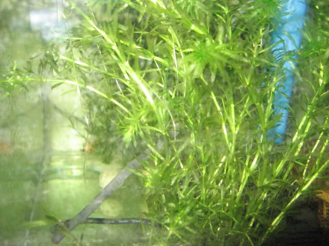 elodea002.jpg