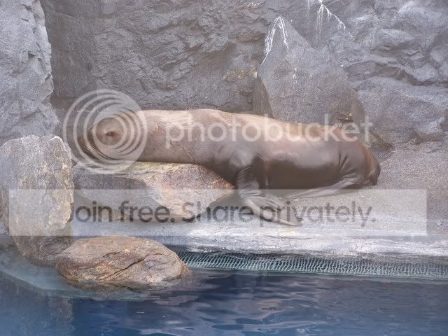 aquarium049.jpg
