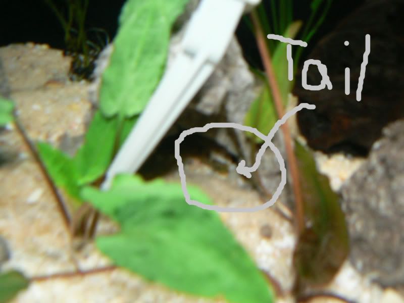 plecoedit2.jpg