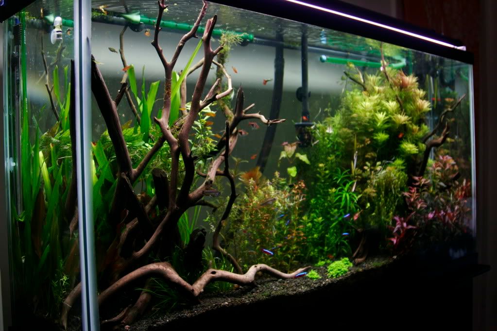 60gAquarium05-13-09005.jpg