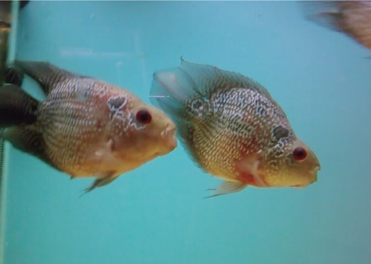 flowerhorn-parrotfish-1.jpg