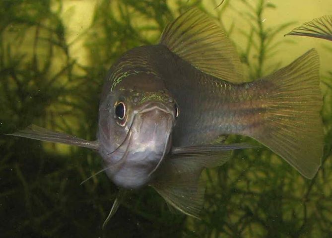 danio_dangila.jpg
