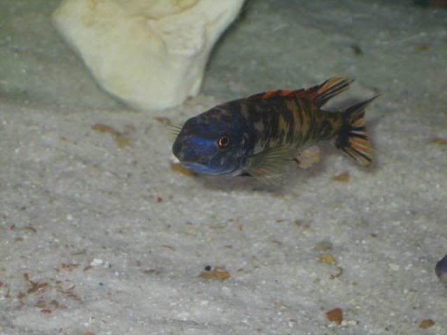 016-4.jpg
