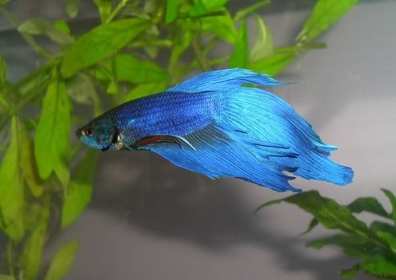 betta1.jpg