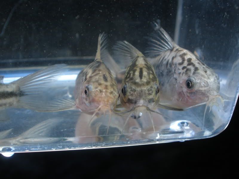 CorydorasNanus03.jpg