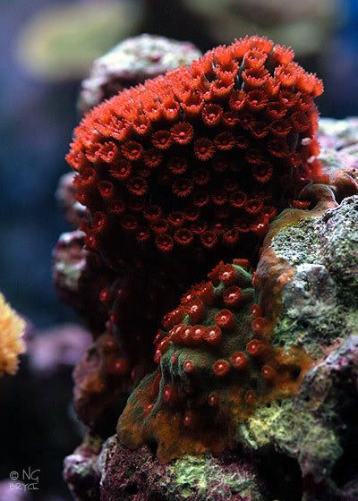 cyphastrea04-03-07.jpg