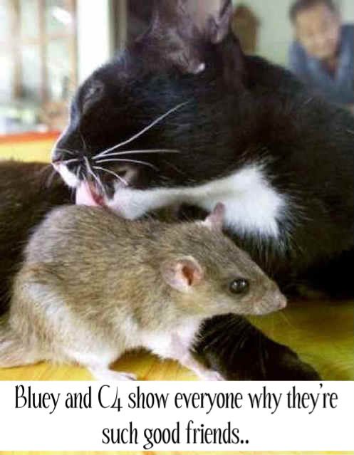 mice-catratbuddies.jpg
