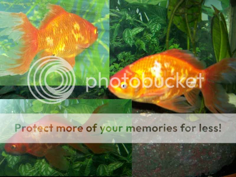 Goldfish loosing scales