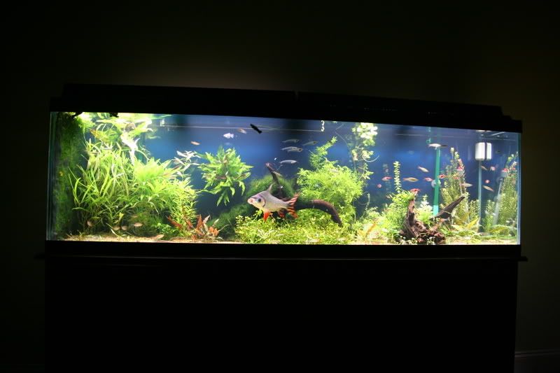 fishtank003.jpg