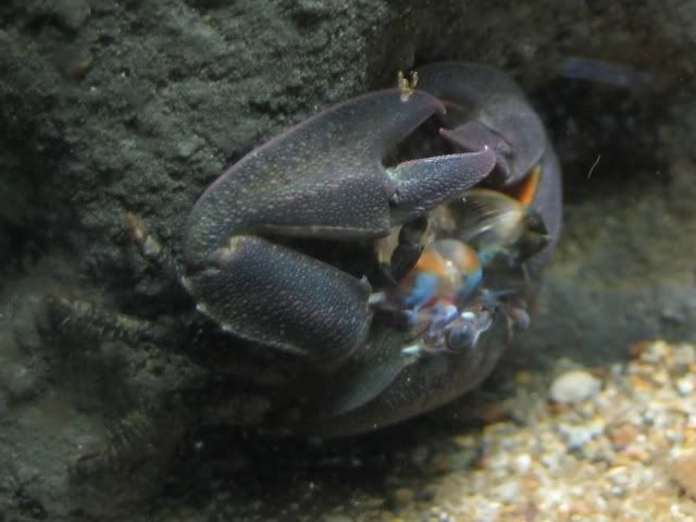 halfcrab2.jpg
