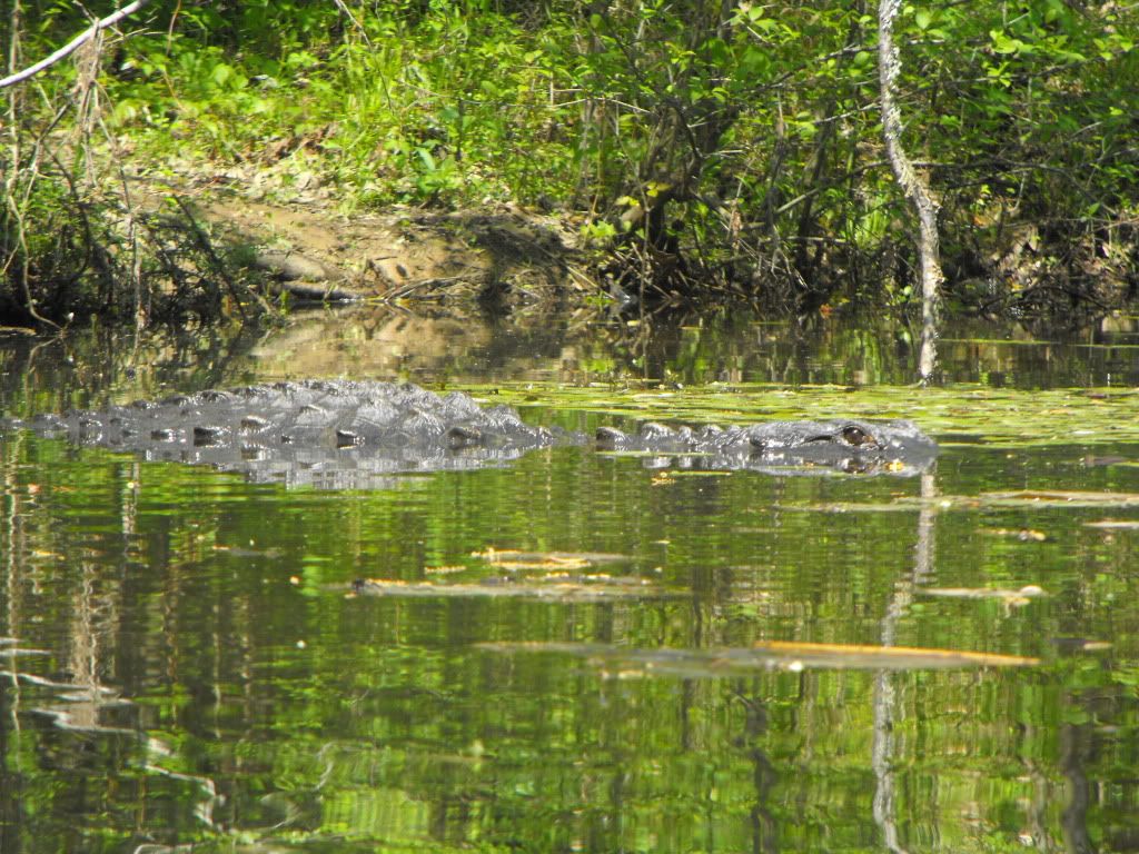 Animals084.jpg