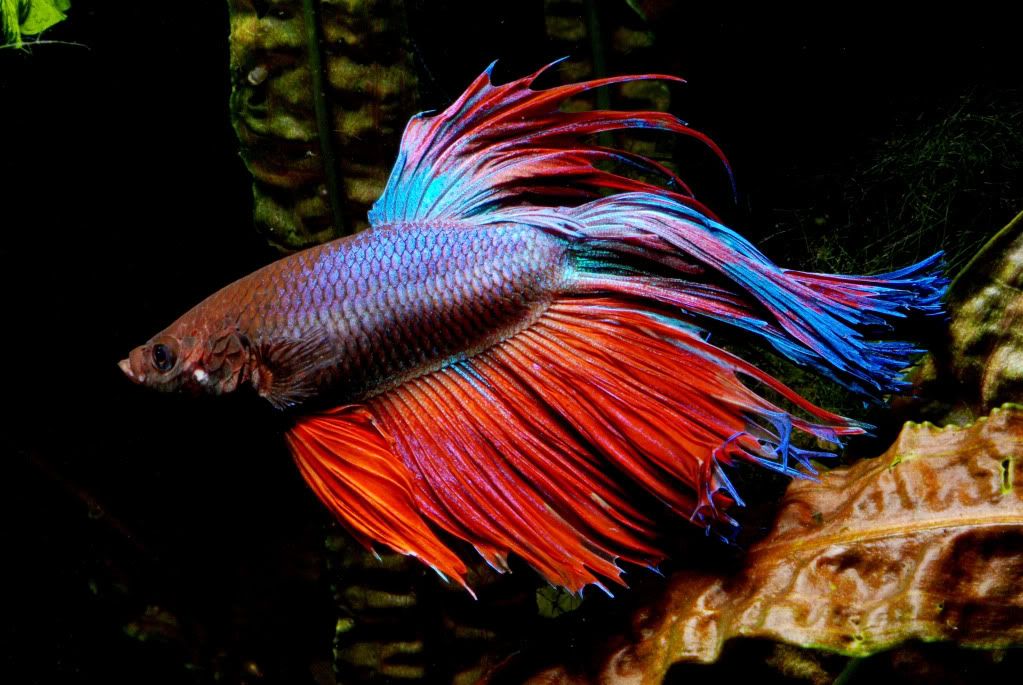 betta70.jpg