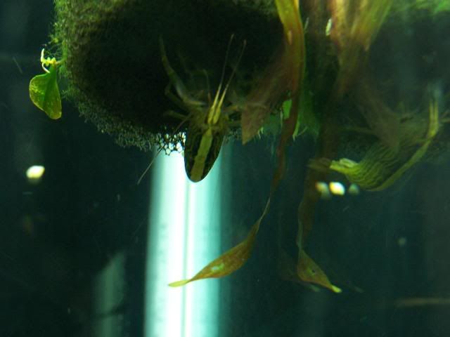 fishwall045.jpg