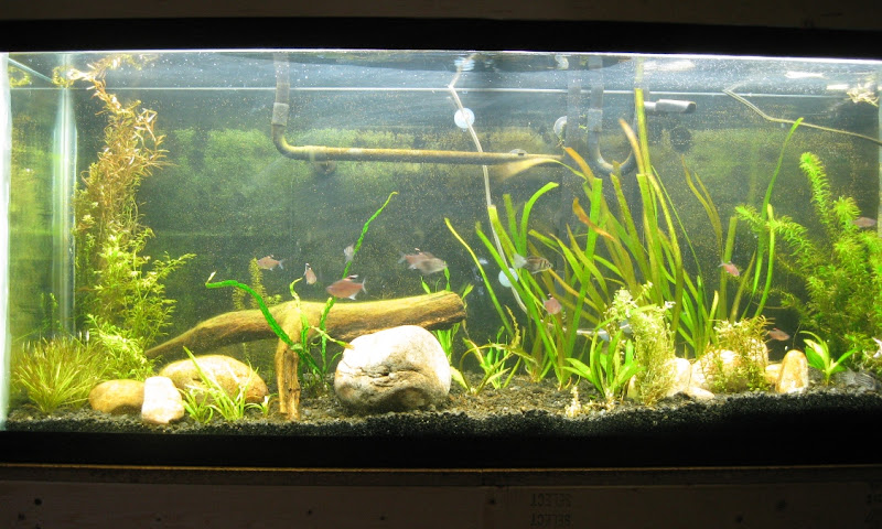 fulltank20100801.jpg