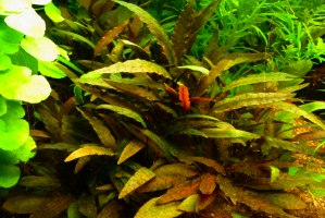 Cryptocoryne_wendtii.jpg