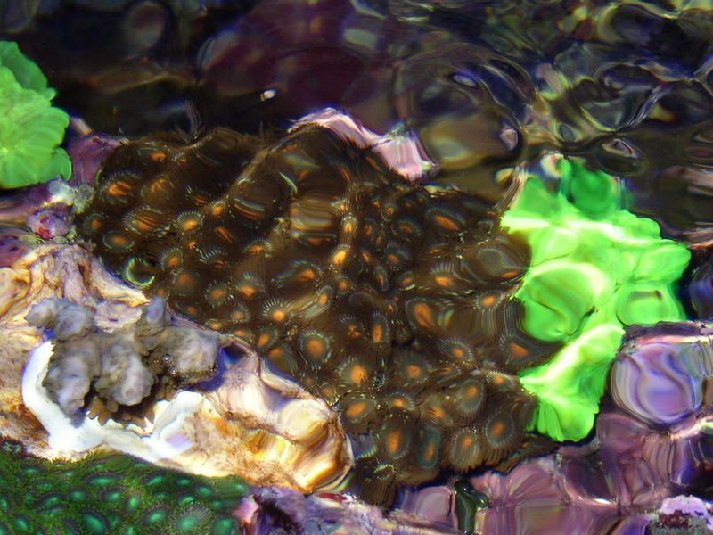 OverheadReef2-8-02010.jpg