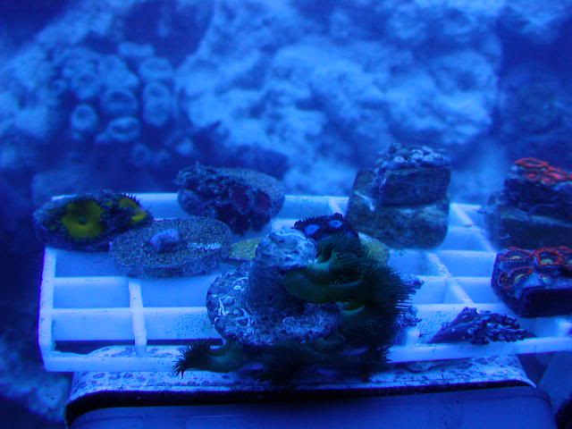 P1010004-24.jpg