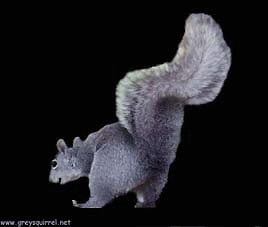DANCING-SNUGLS.gif