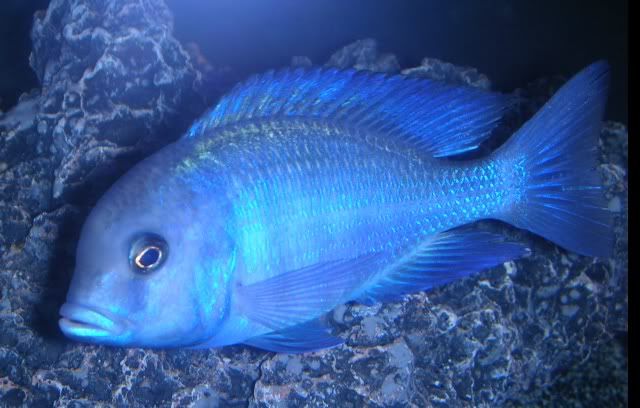 bluedolphin.jpg